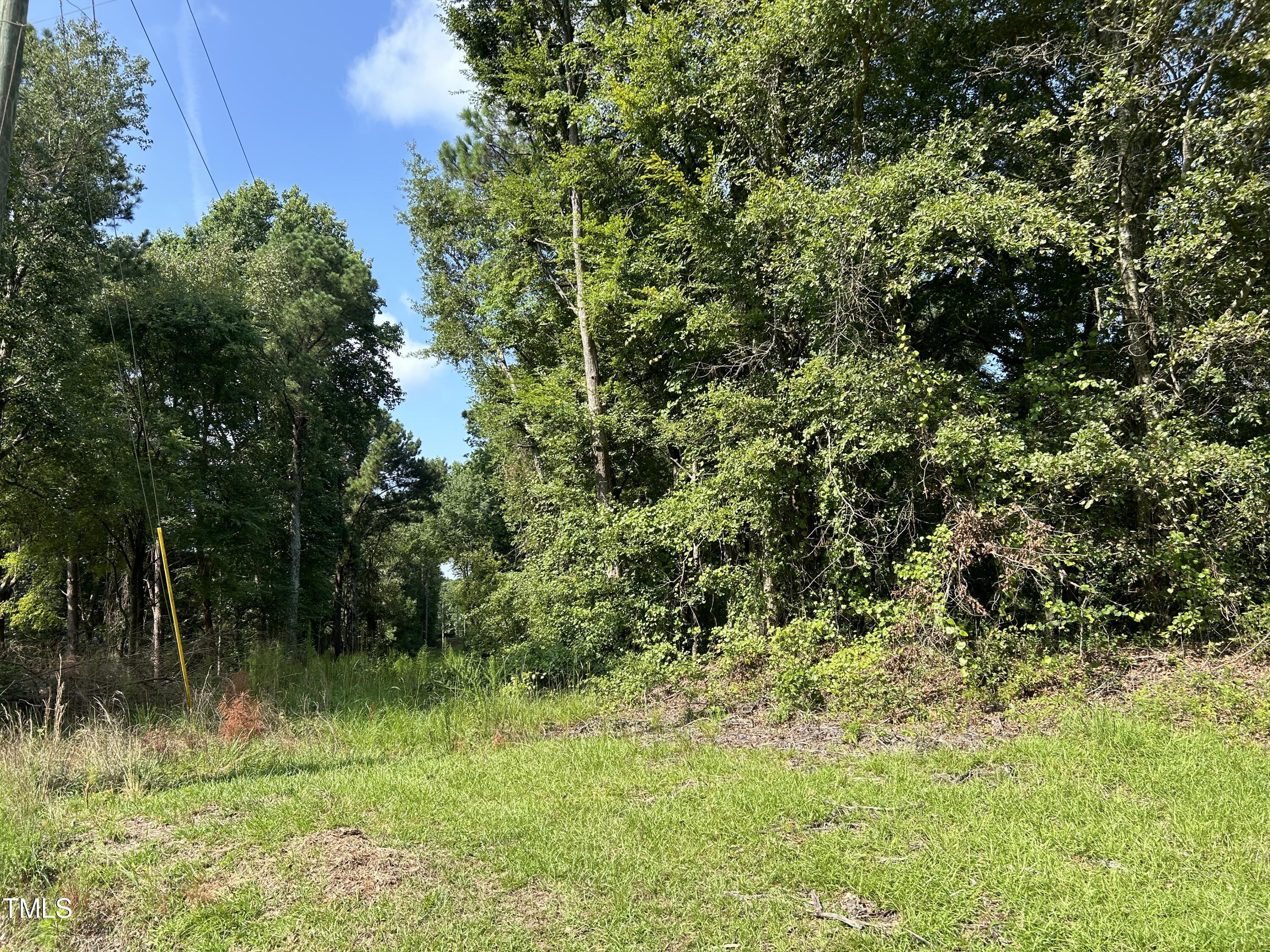 a view of a lush green forest with lawn chairs