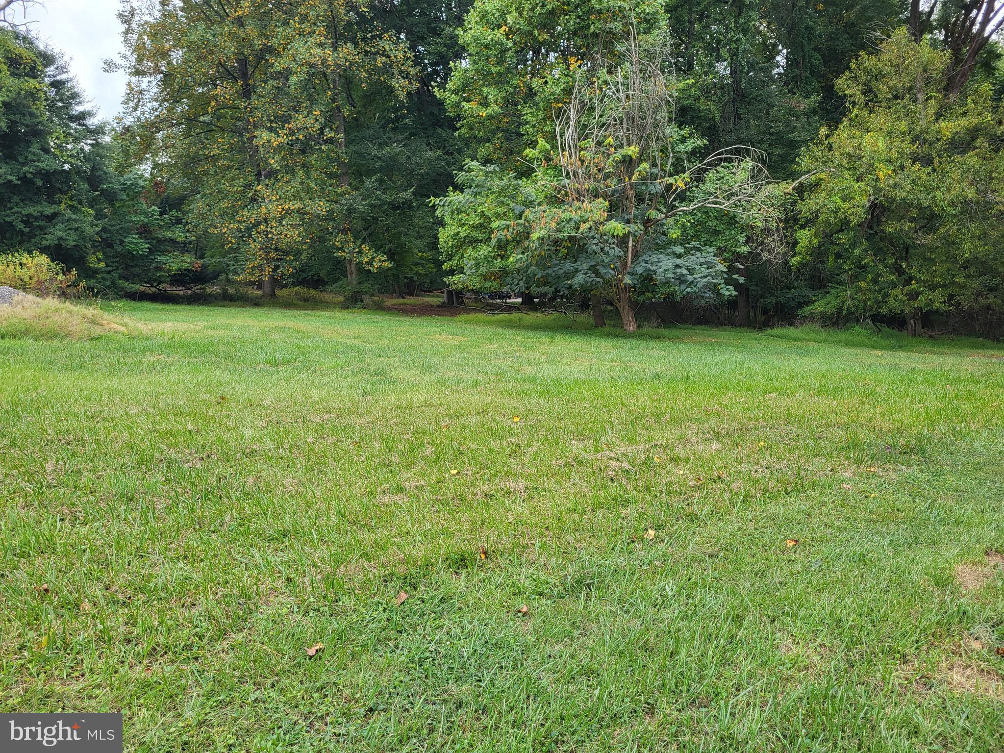 a view of a yard with a trees