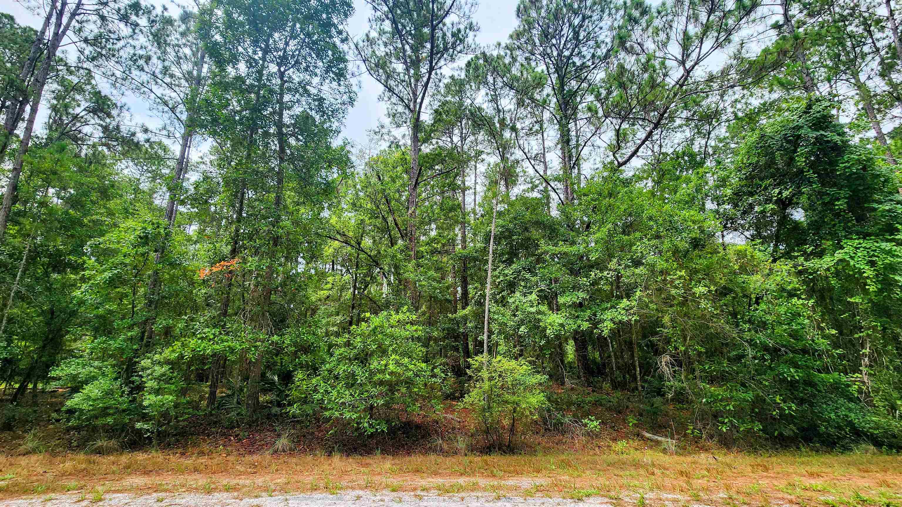 a view of a yard with plants and large trees