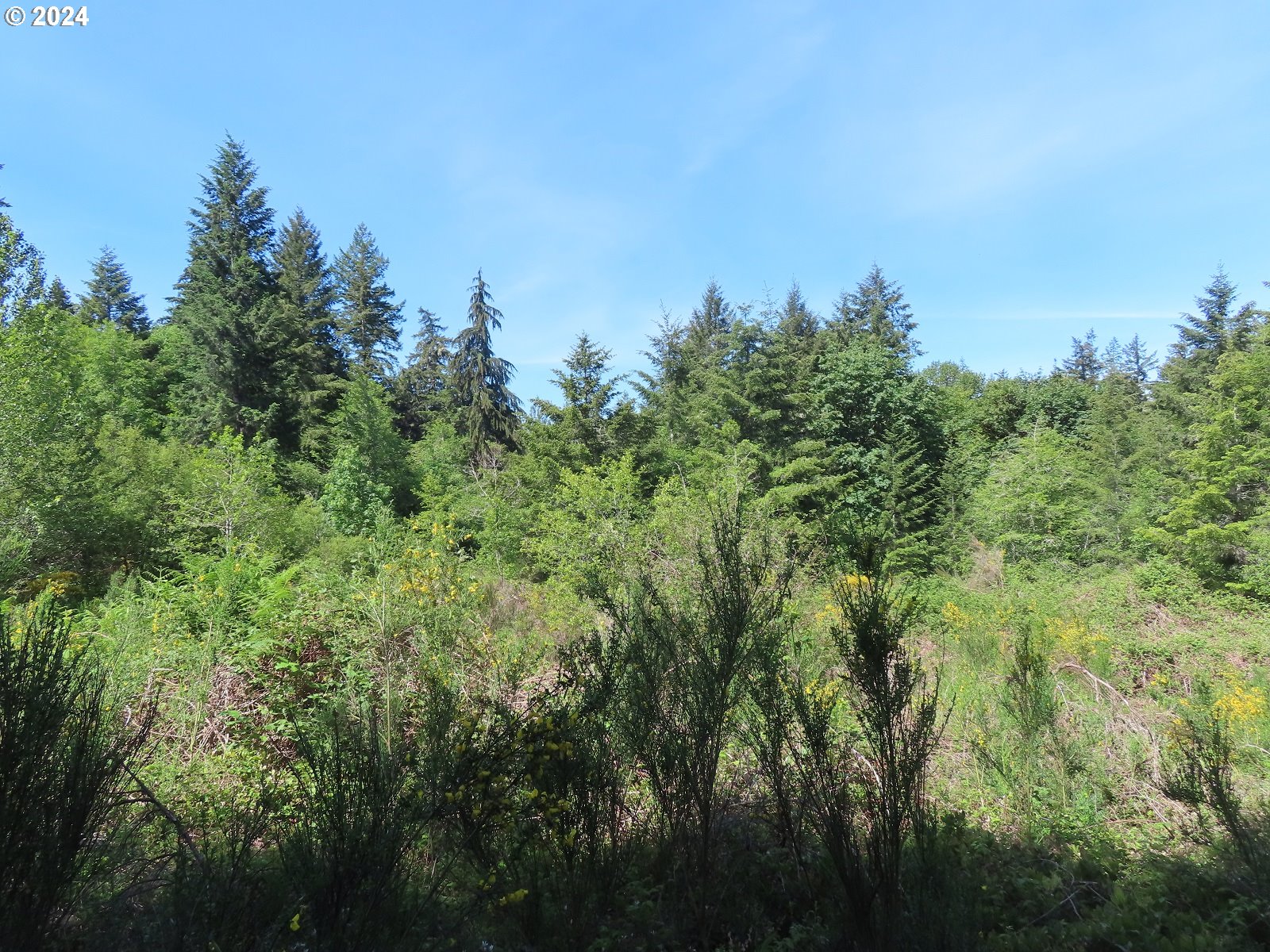 a view of a field of grass and trees