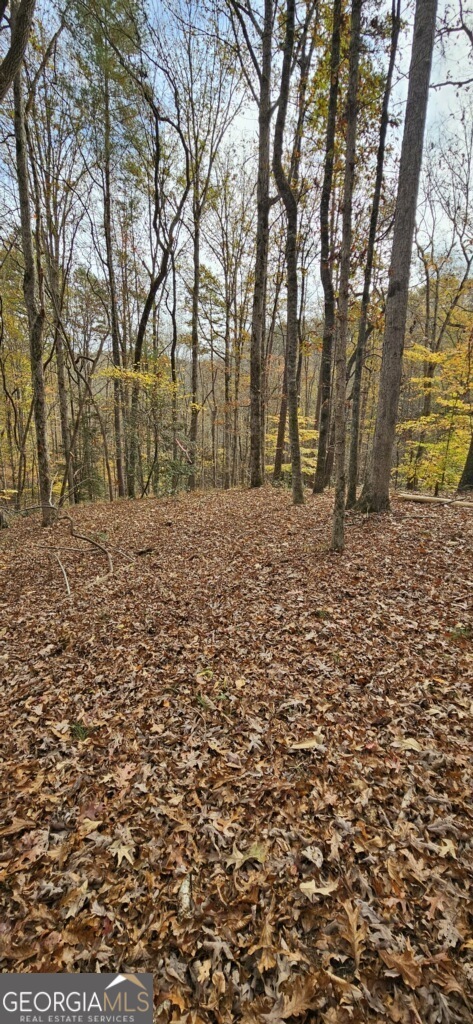 a view of a yard with trees