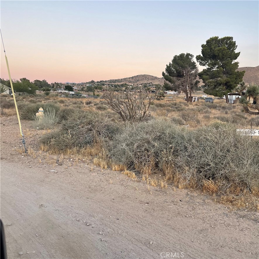 a view of a dry yard with trees