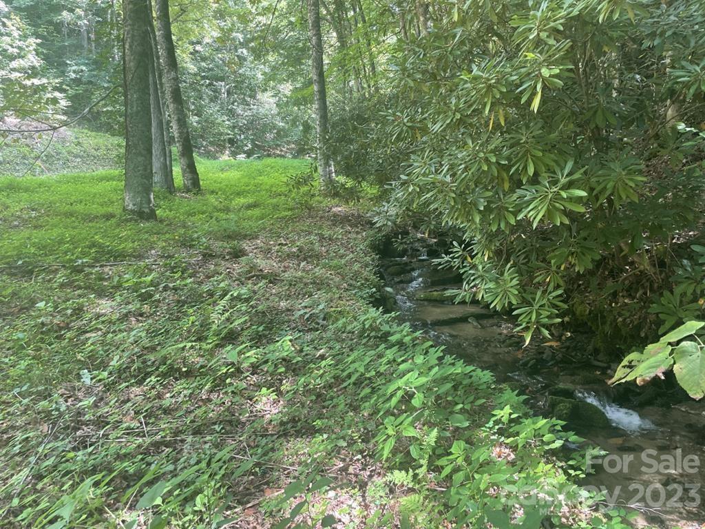 a view of a lush green forest