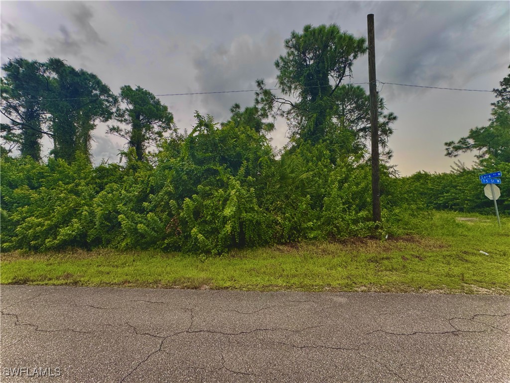 a view of a yard with a plants and trees