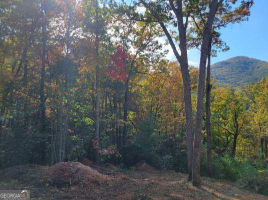 a view of a forest that has large trees