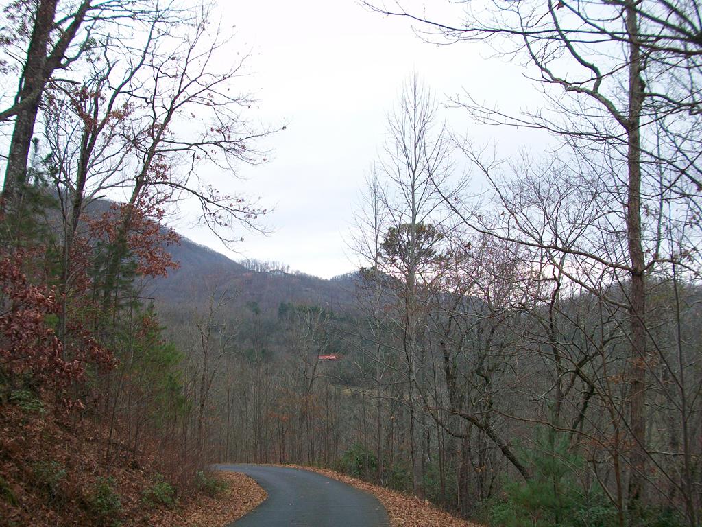 a view of a dry yard with trees