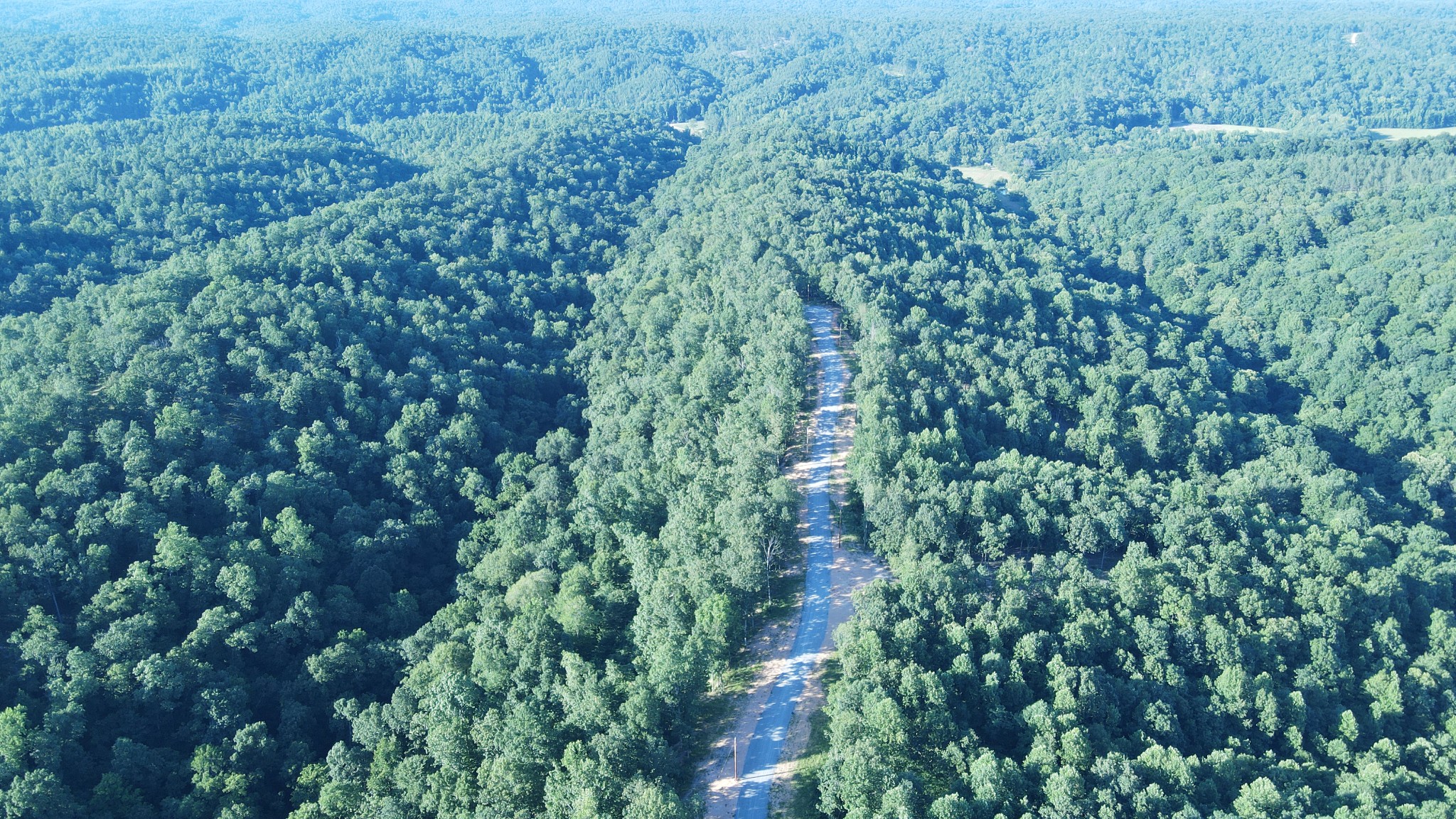 a view of a lush green forest