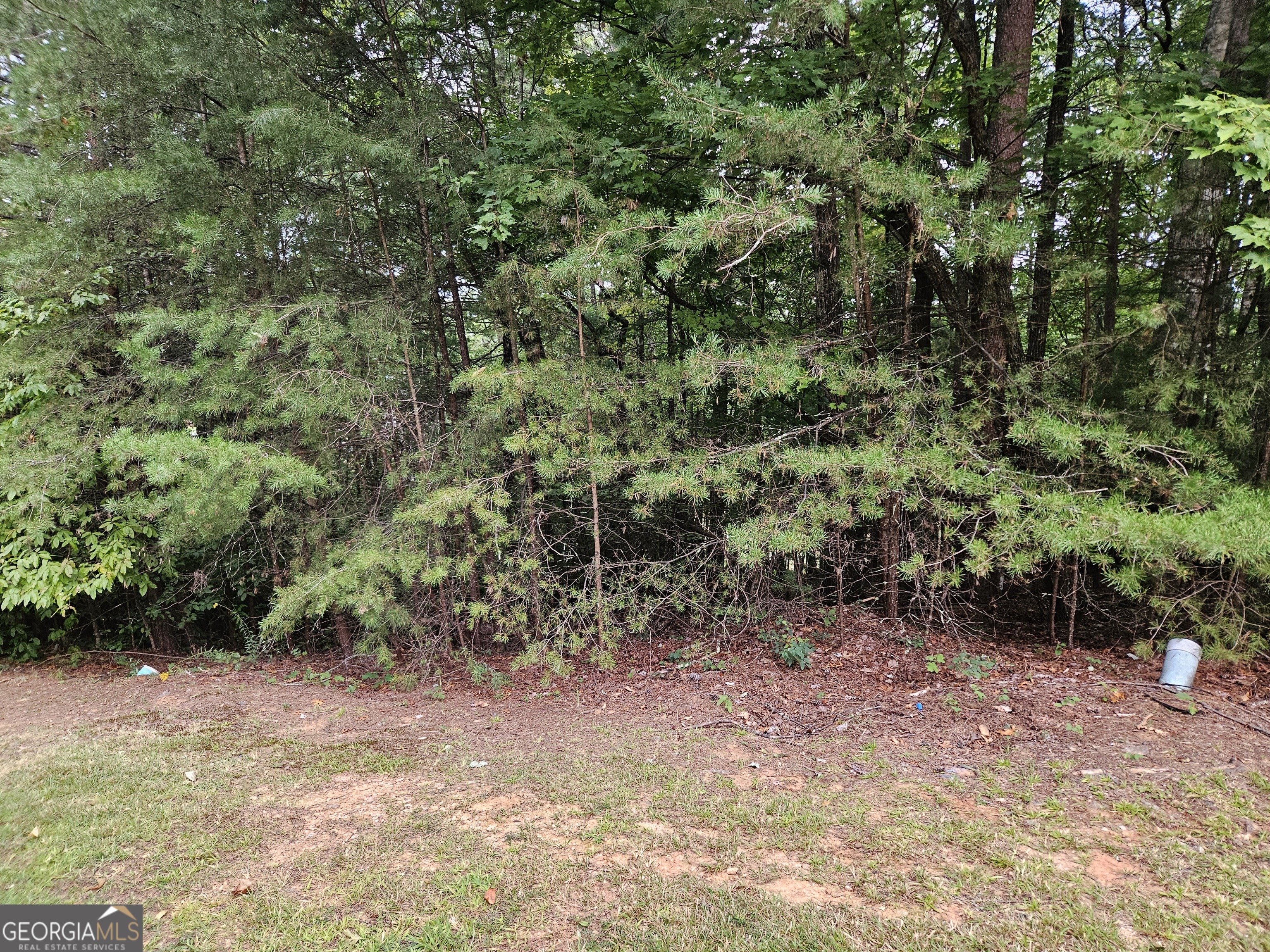 a view of a yard with plants and large trees