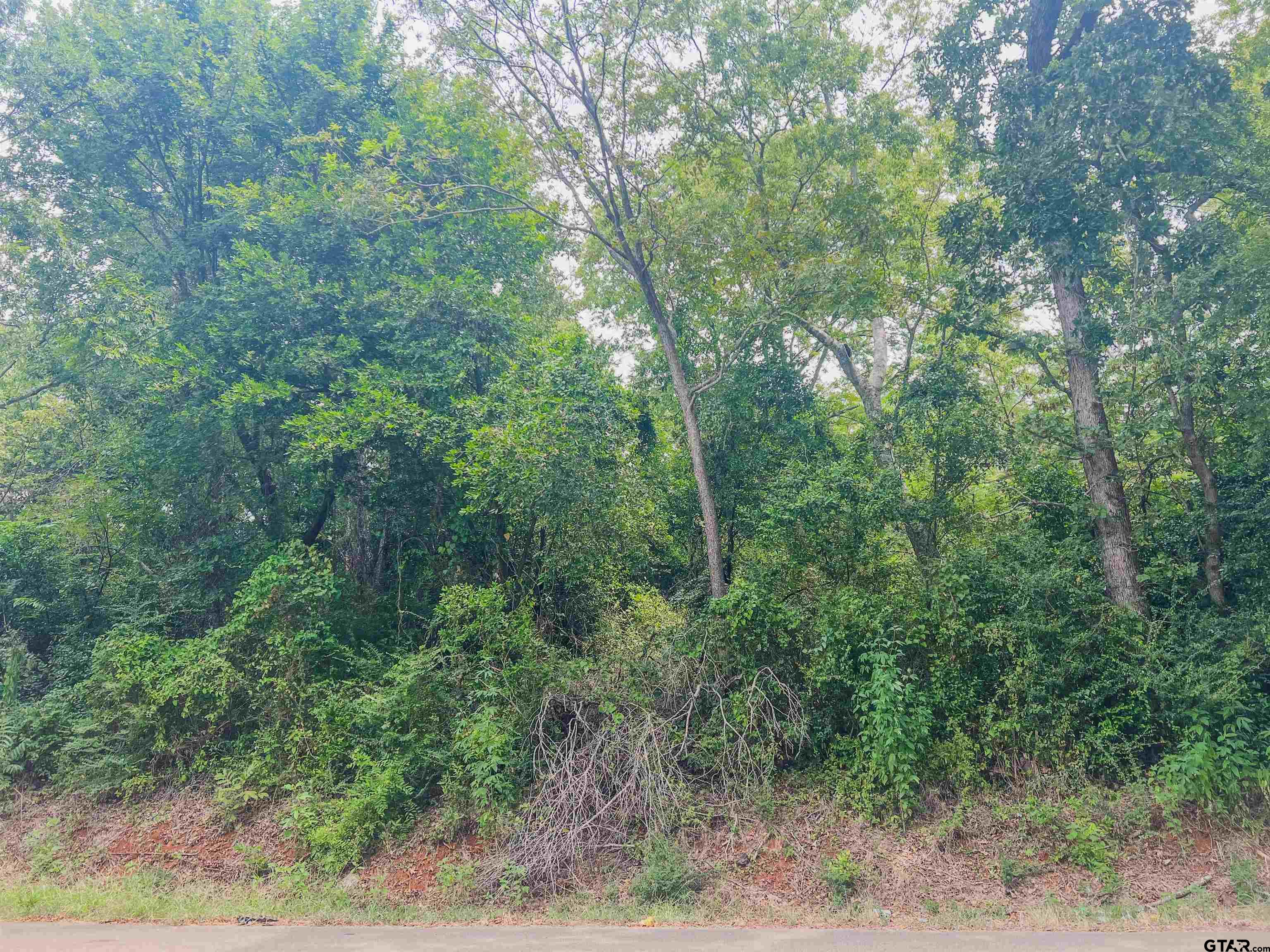 a view of a forest with trees in the background