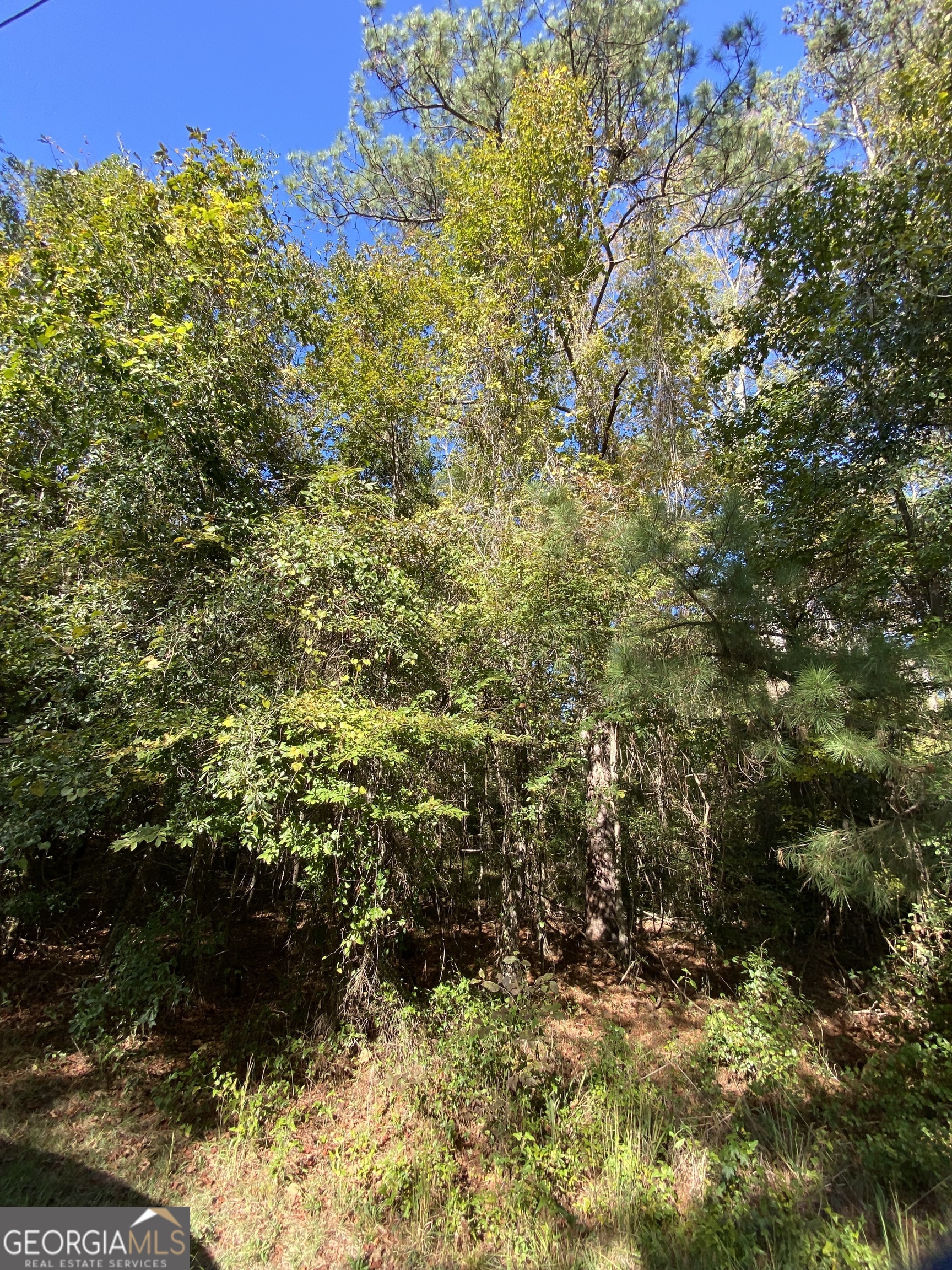 a view of a bunch of plants and trees