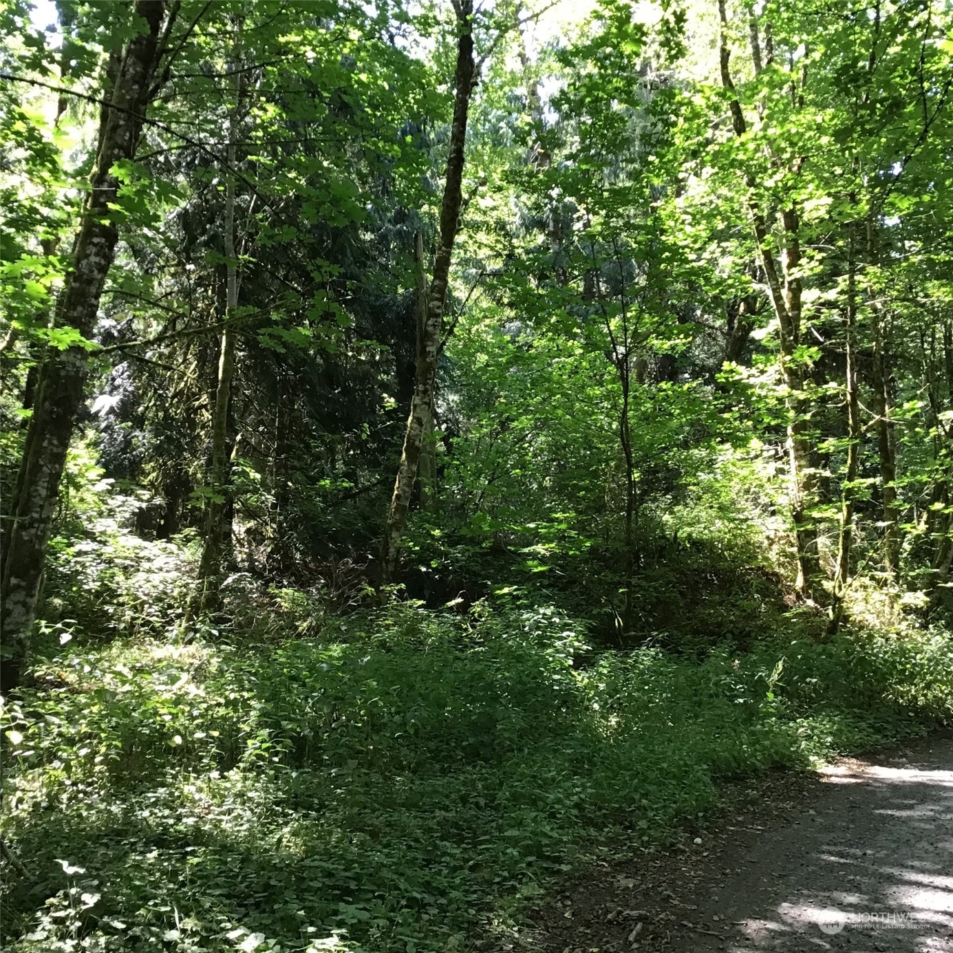 a view of a lush green forest