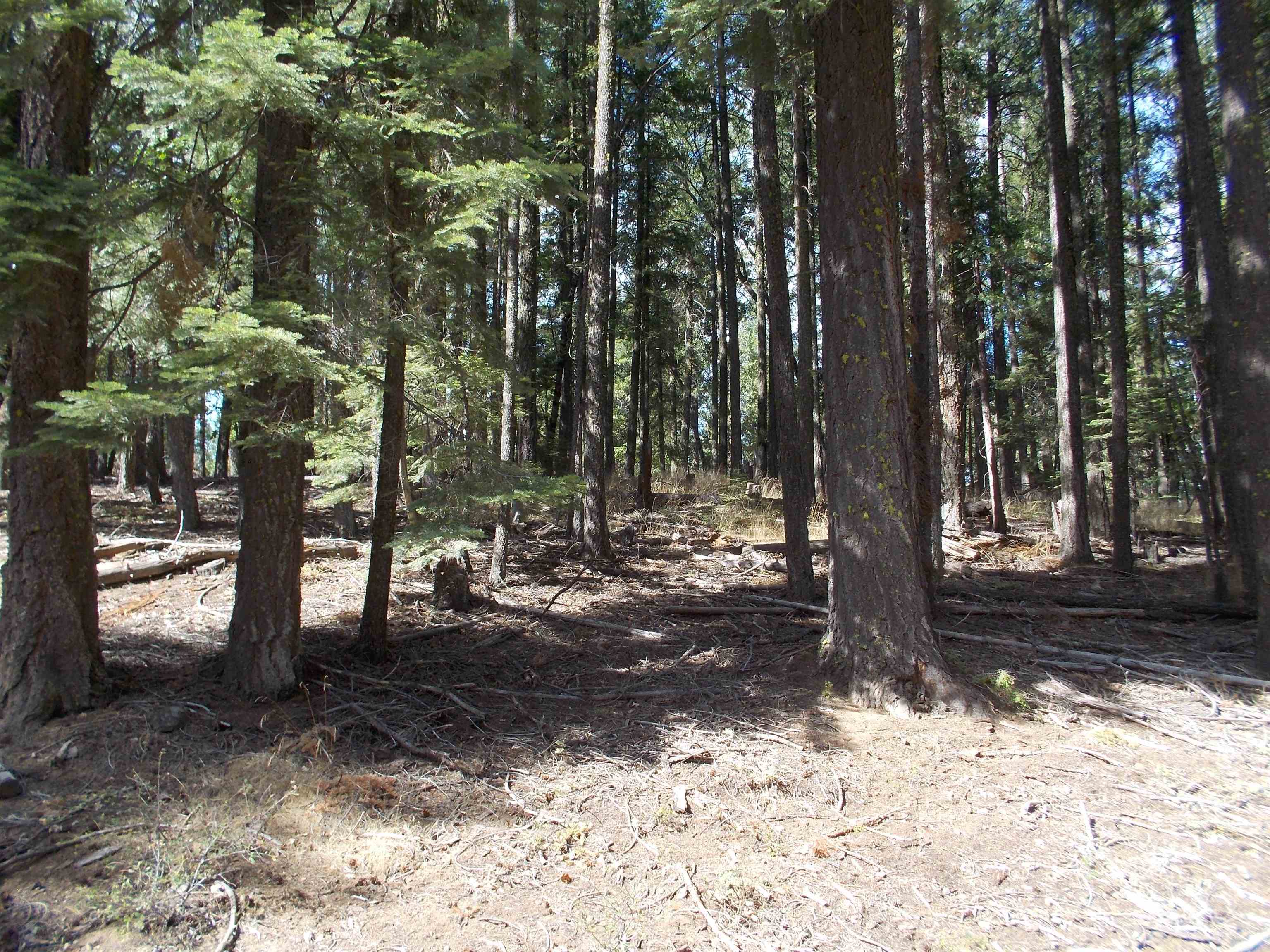 a view of a yard with trees