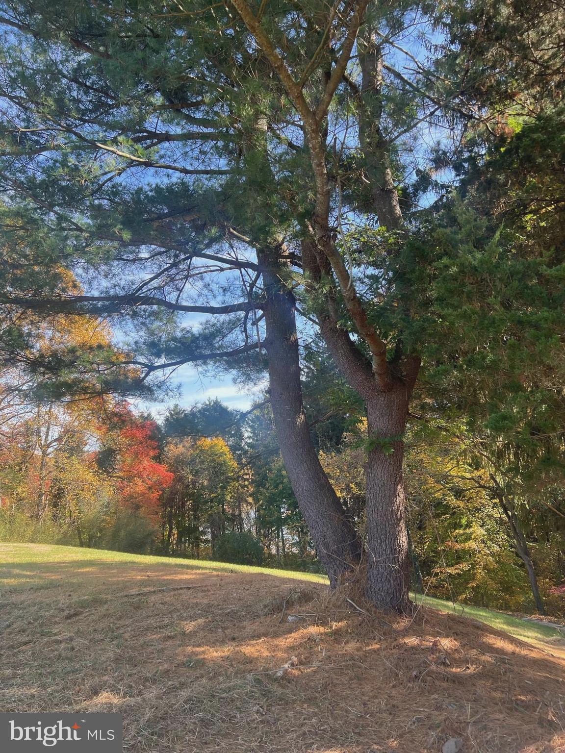 a view of a yard with an trees