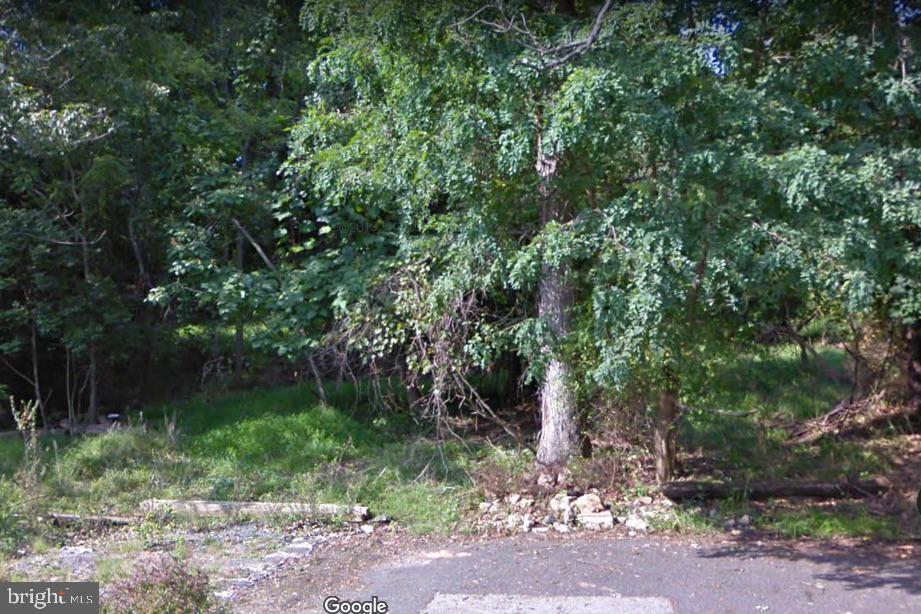 a view of a forest with trees