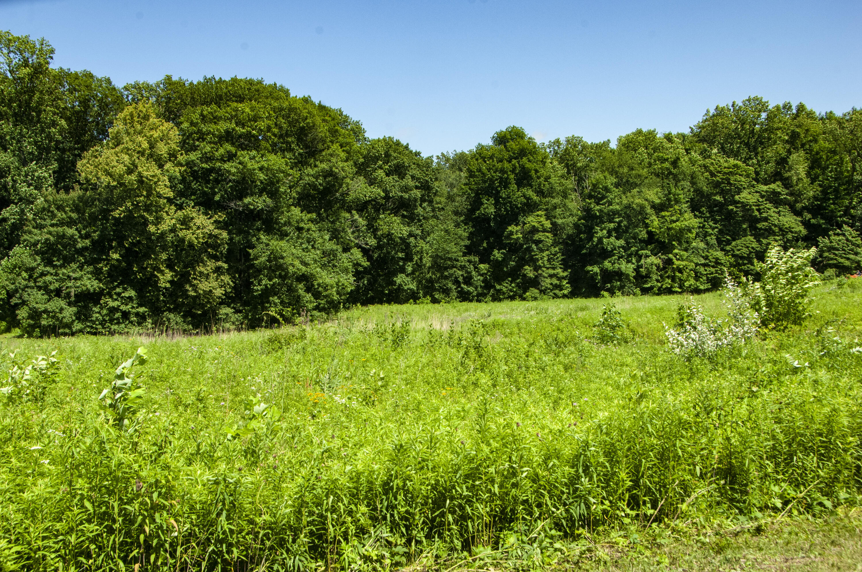 a view of a garden