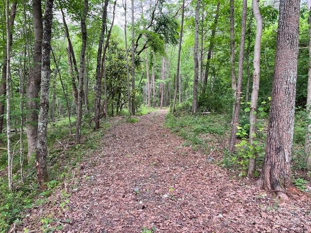 a view of a forest that has large trees