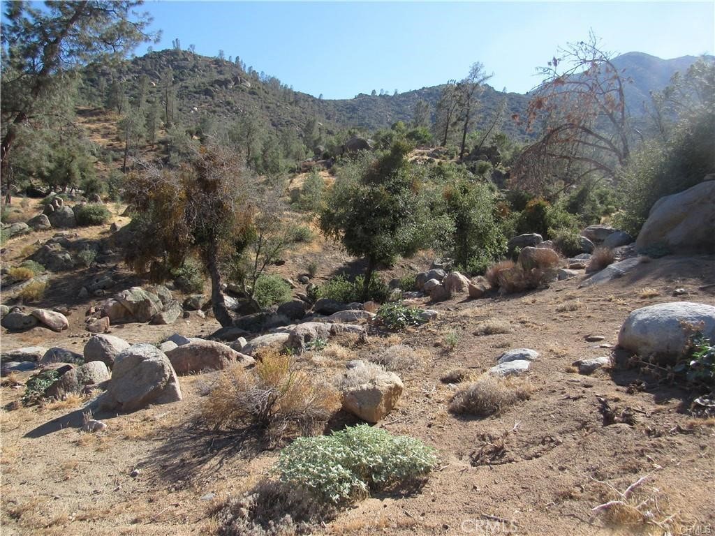 a view of a dry yard with trees