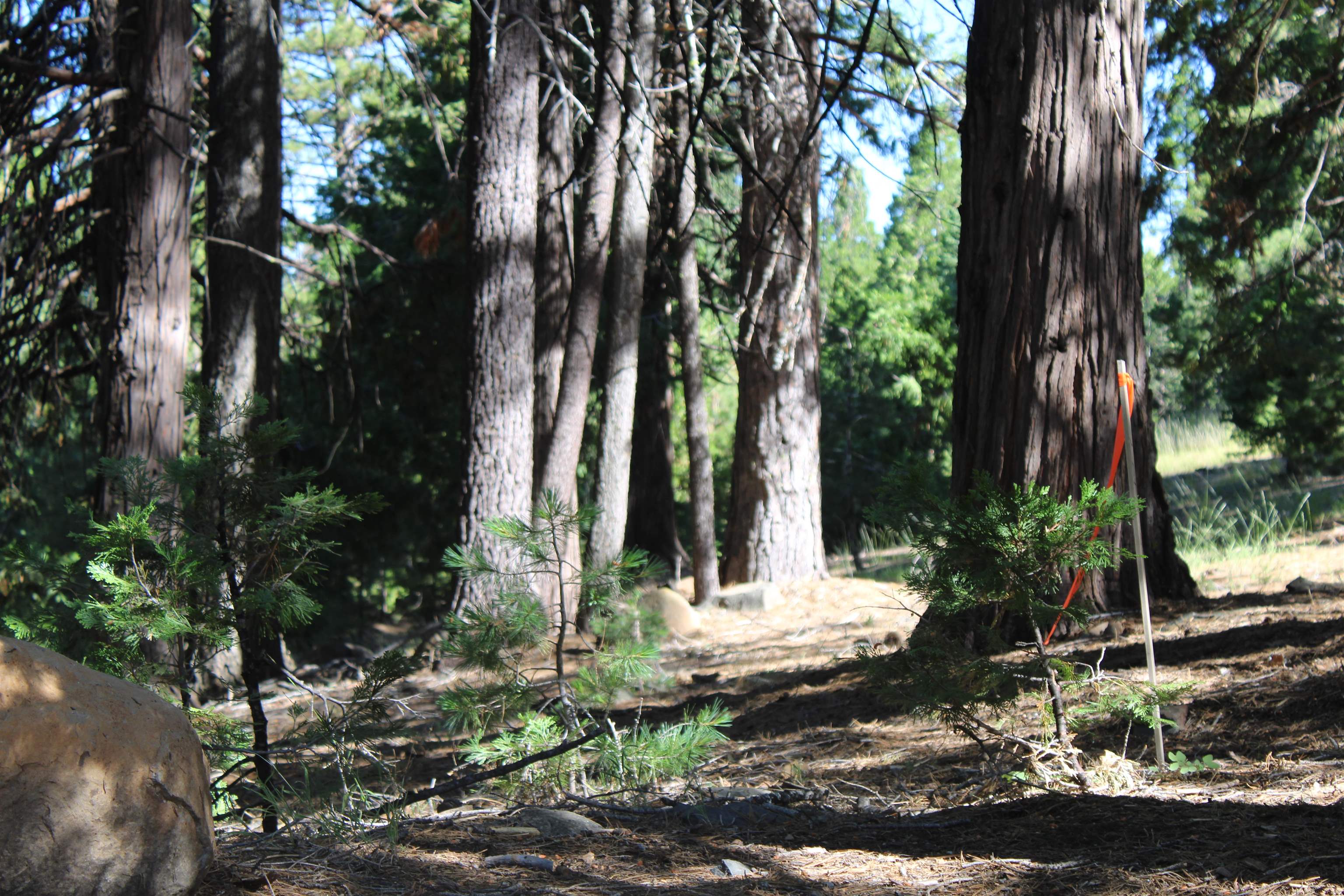 a view of a yard with trees