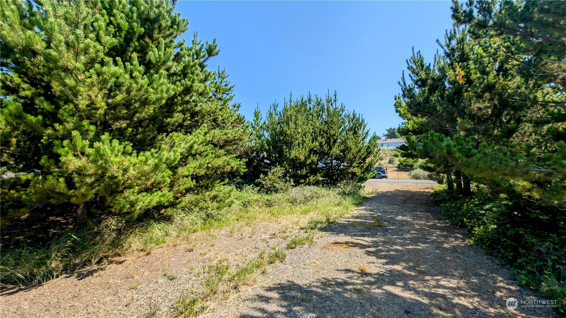 a view of a yard with plants and a trees