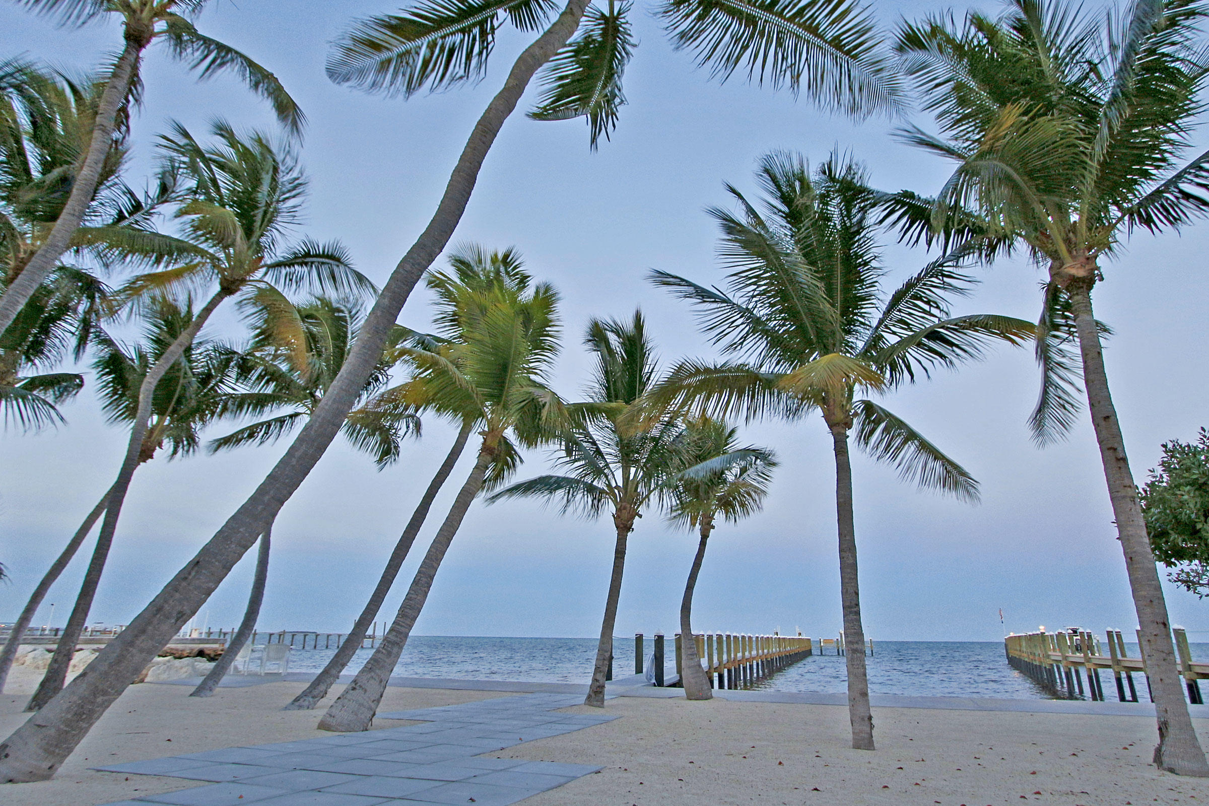 Palm Tree Beach