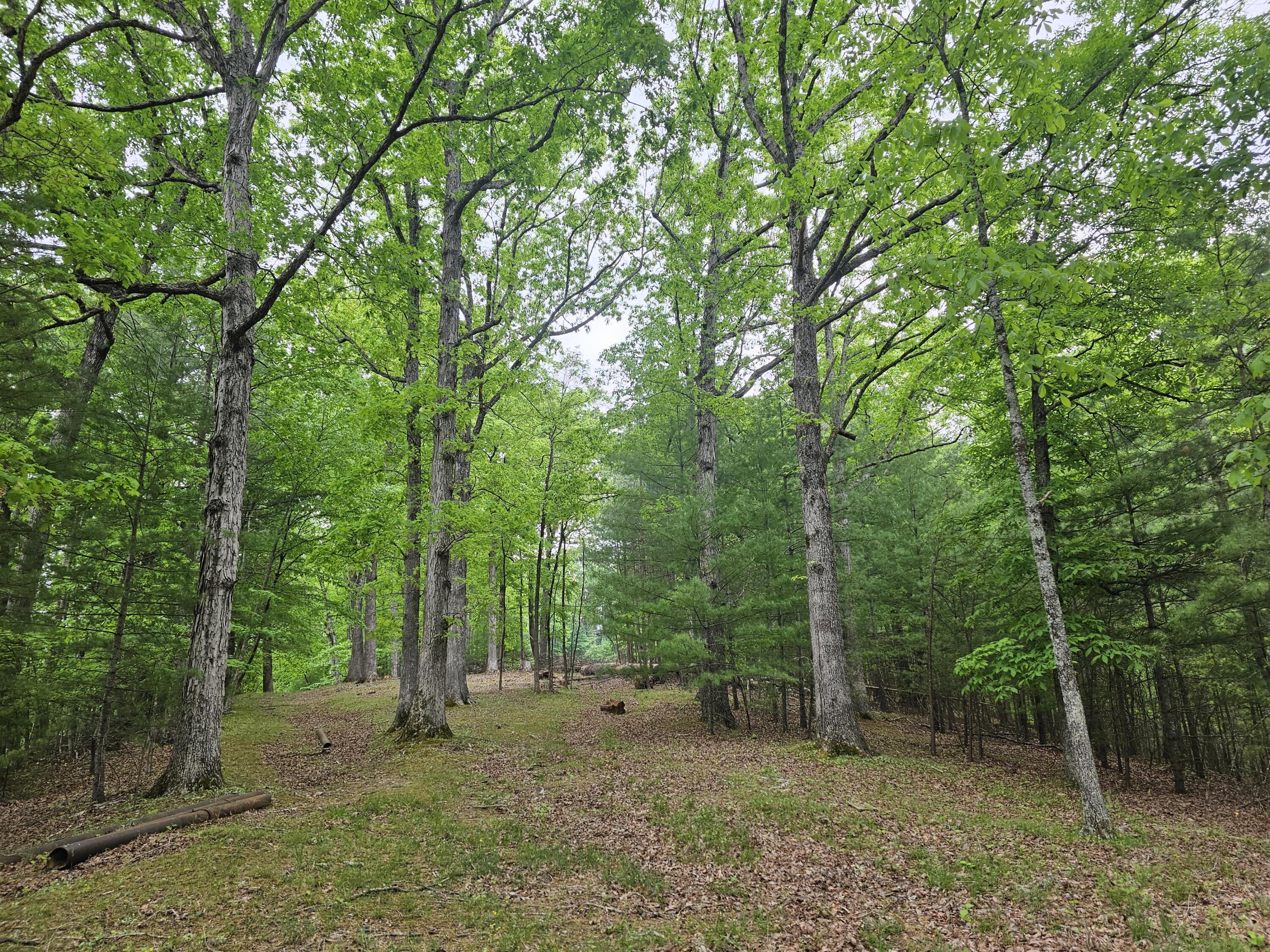 a view of a forest with trees in the background