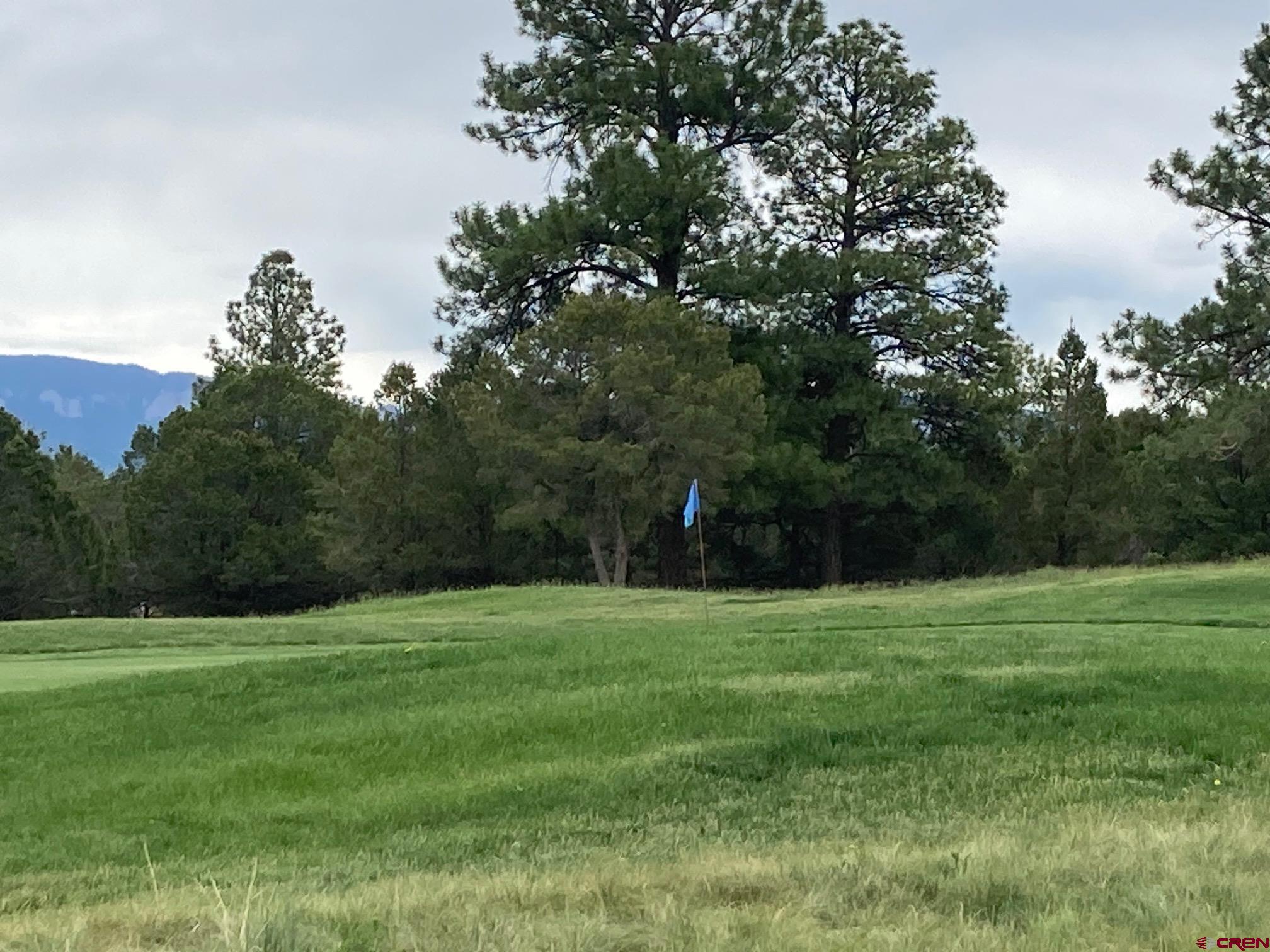 a view of a grassy field with trees