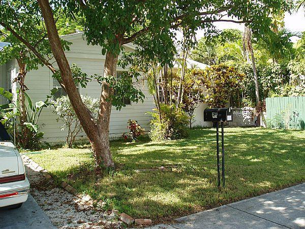 a view of a trees in a yard