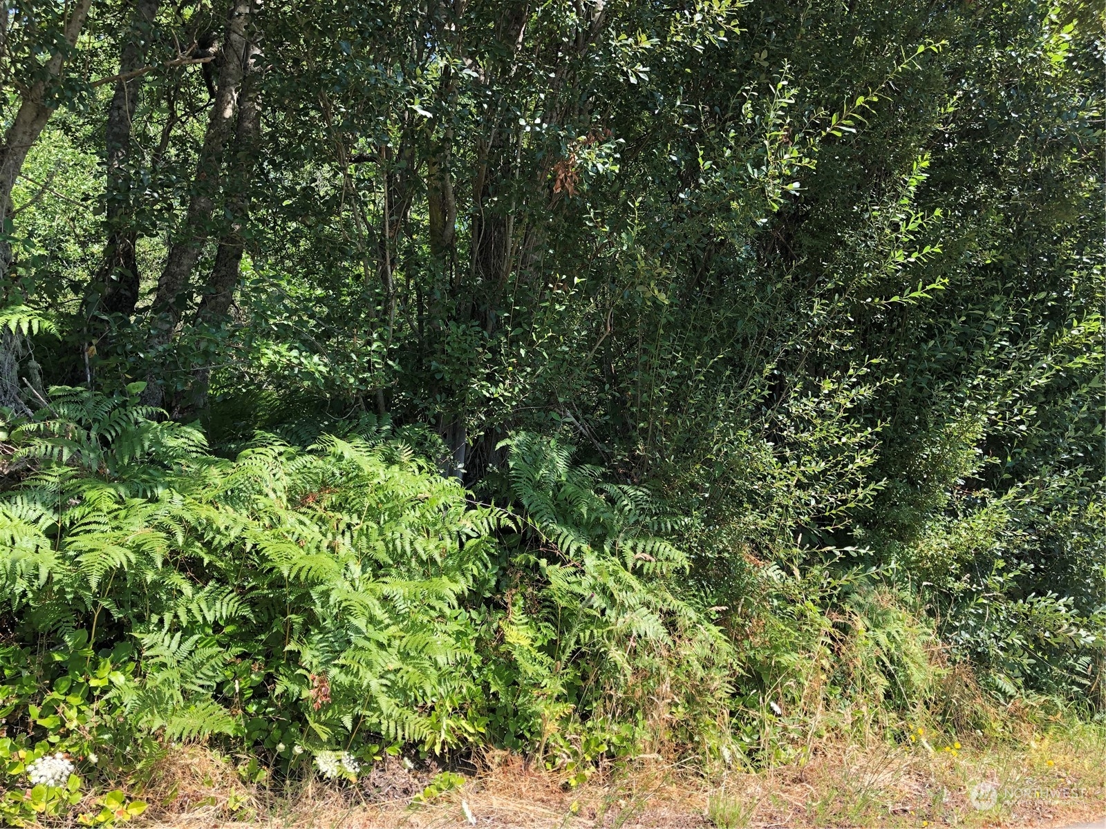 a view of a lush green forest