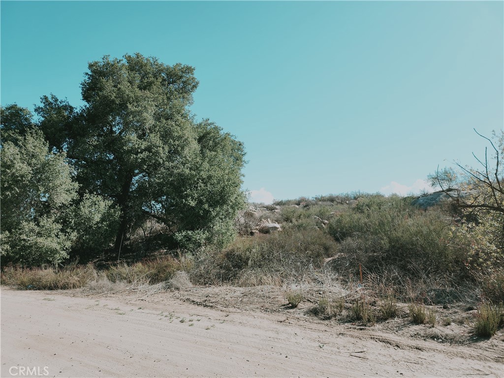 a view of a dry yard with trees in the background