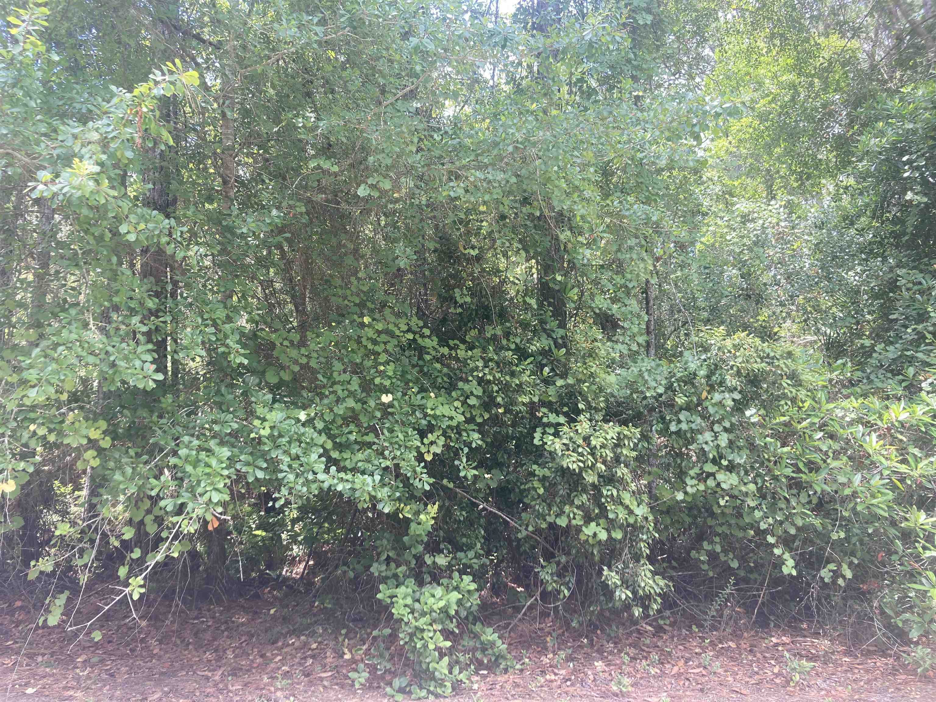 a view of a forest that has large trees