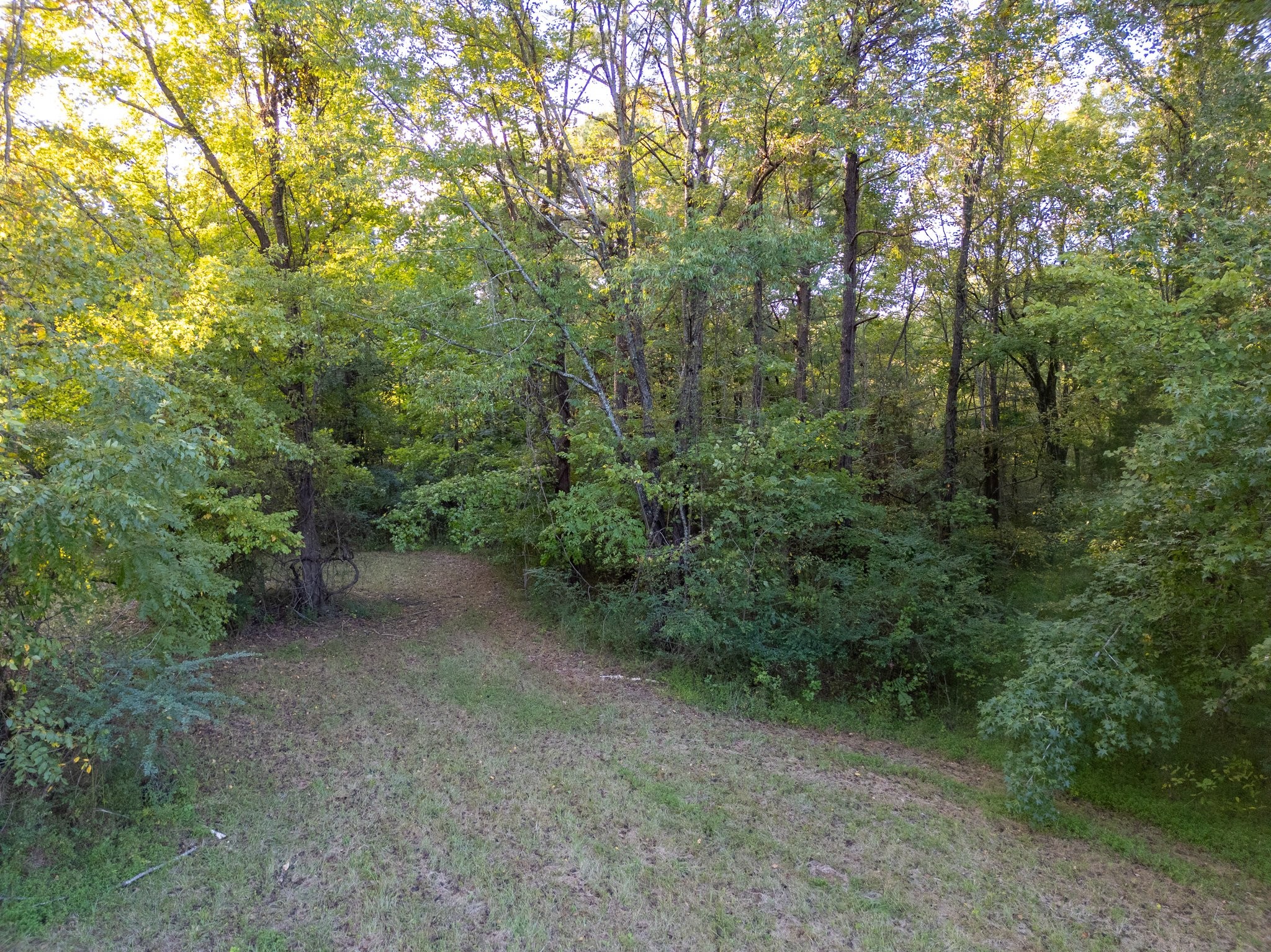 a view of a forest with trees in the background