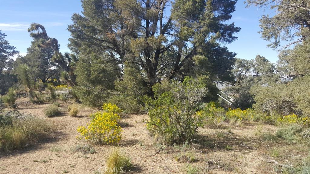 a view of a tree in a yard