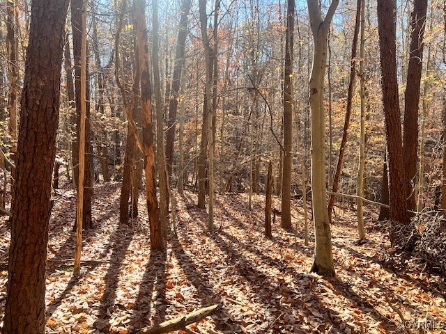 a view of forest