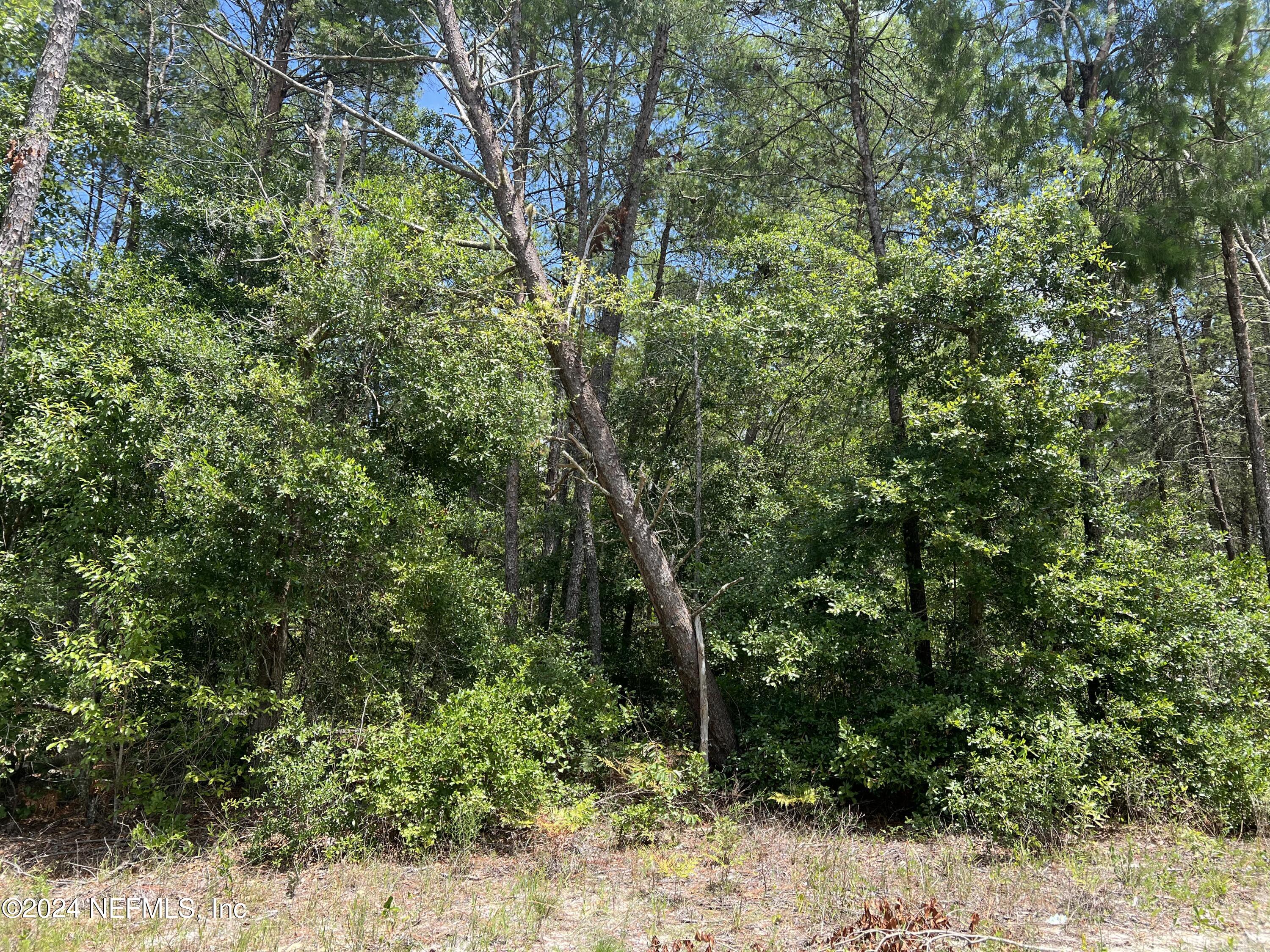 a view of a yard with plants and large trees