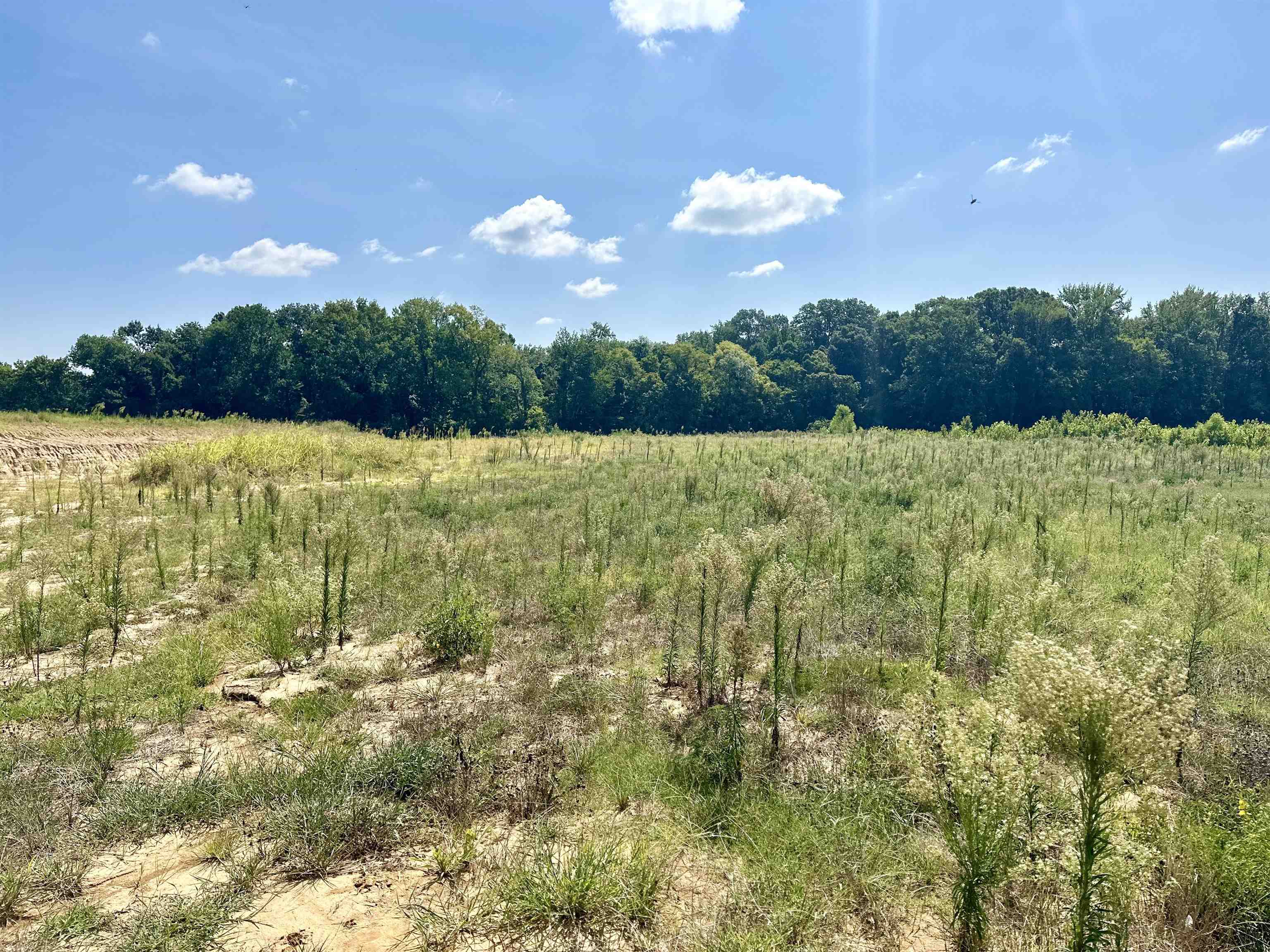 View of local wilderness