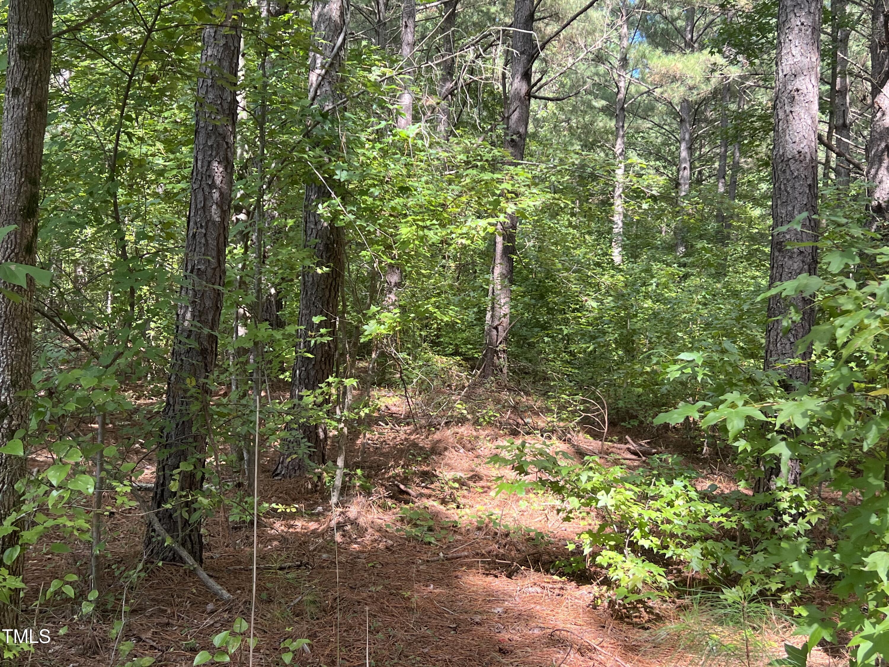 a view of a forest