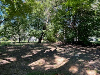 a view of a tree in the middle of a yard