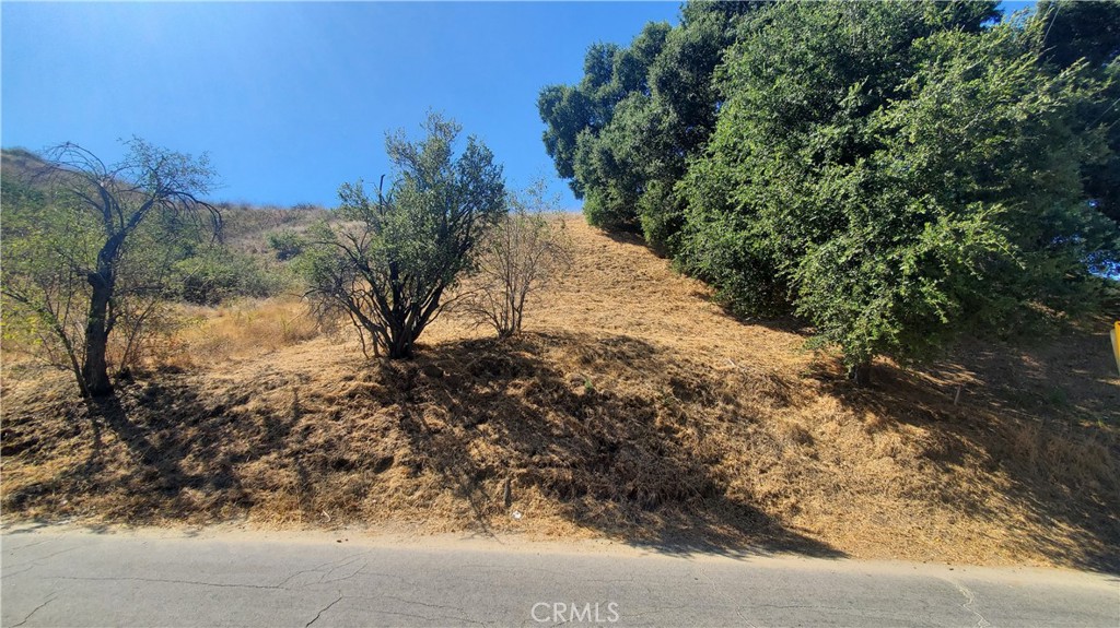 a view of a tree in a yard