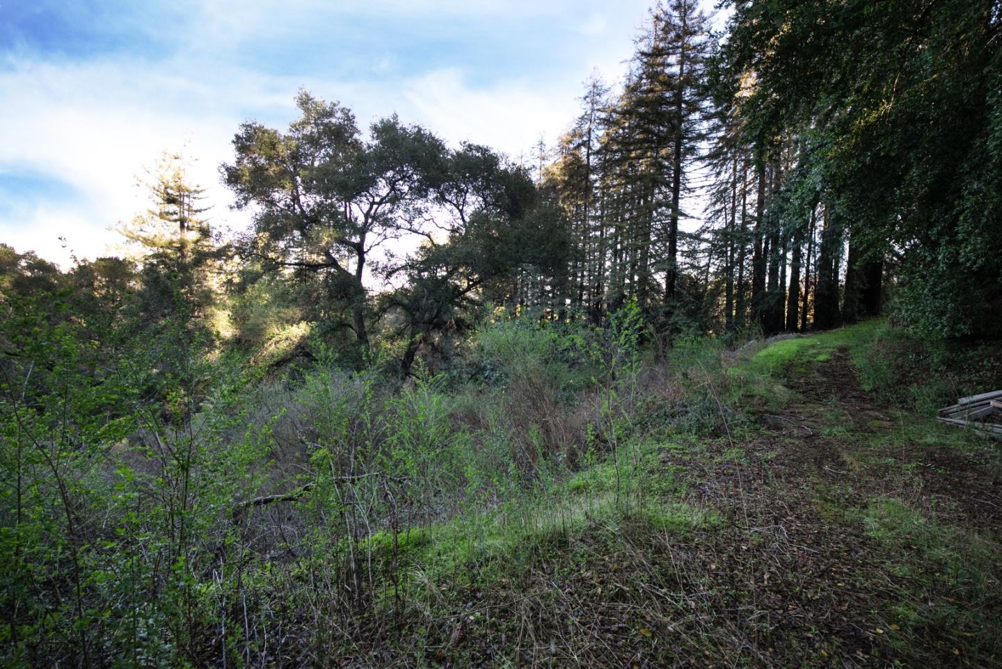 a view of a lush green forest with lots of trees