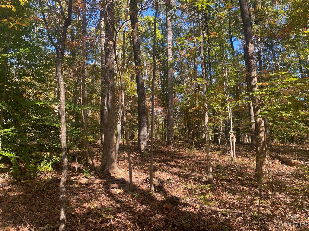 a view of forest