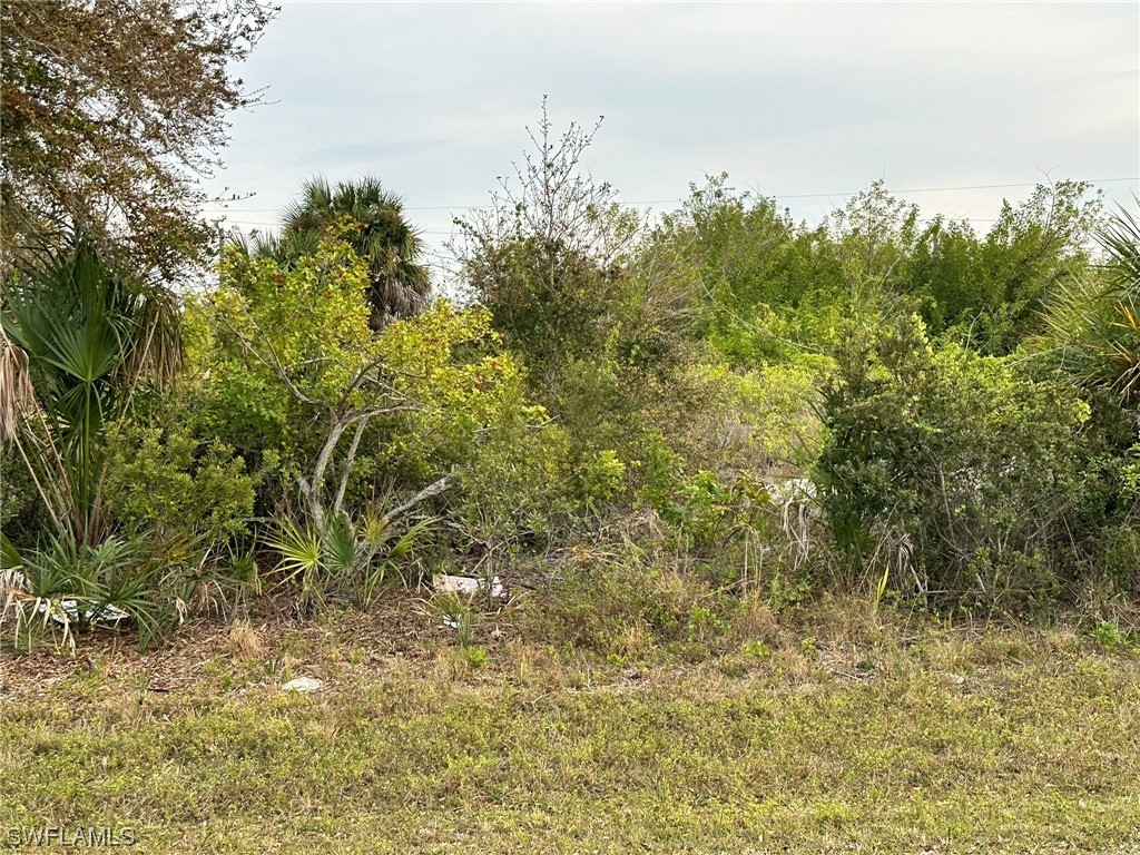 a view of a yard with a tree