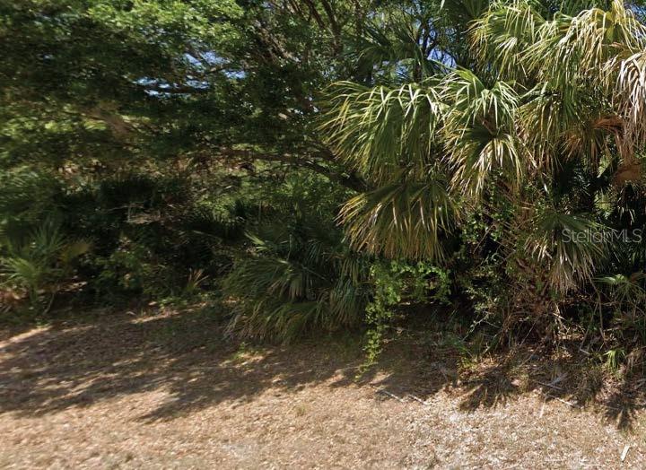 a view of a yard with plants and large trees