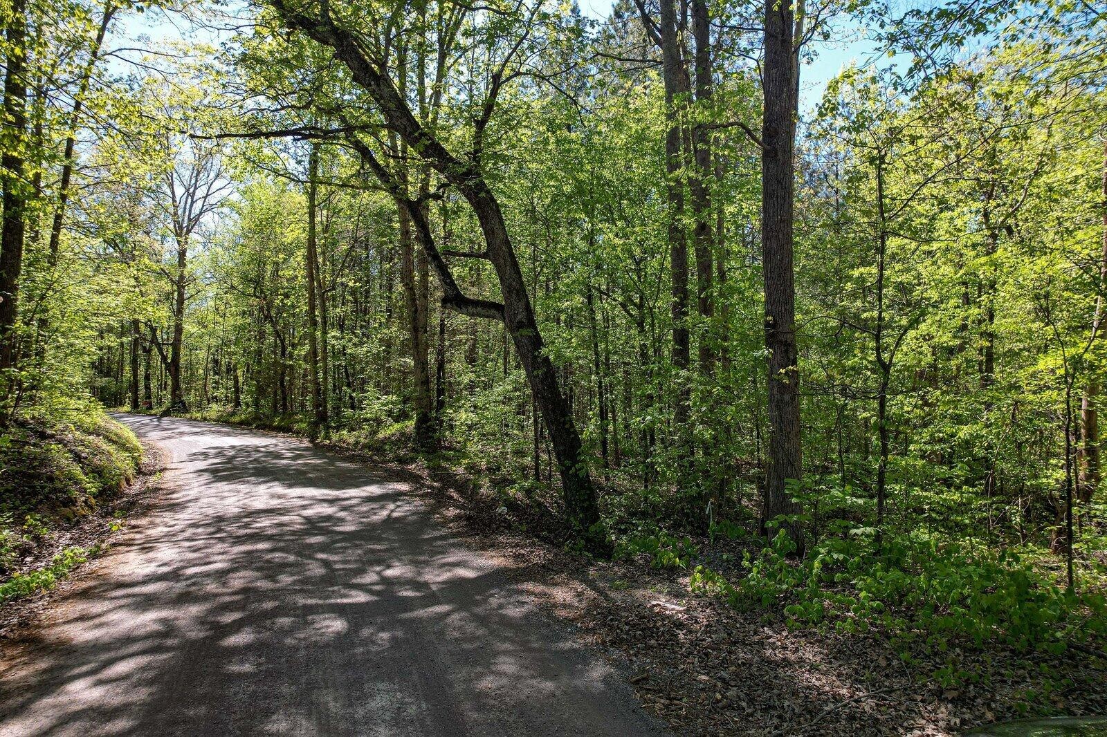 a view of a forest with trees