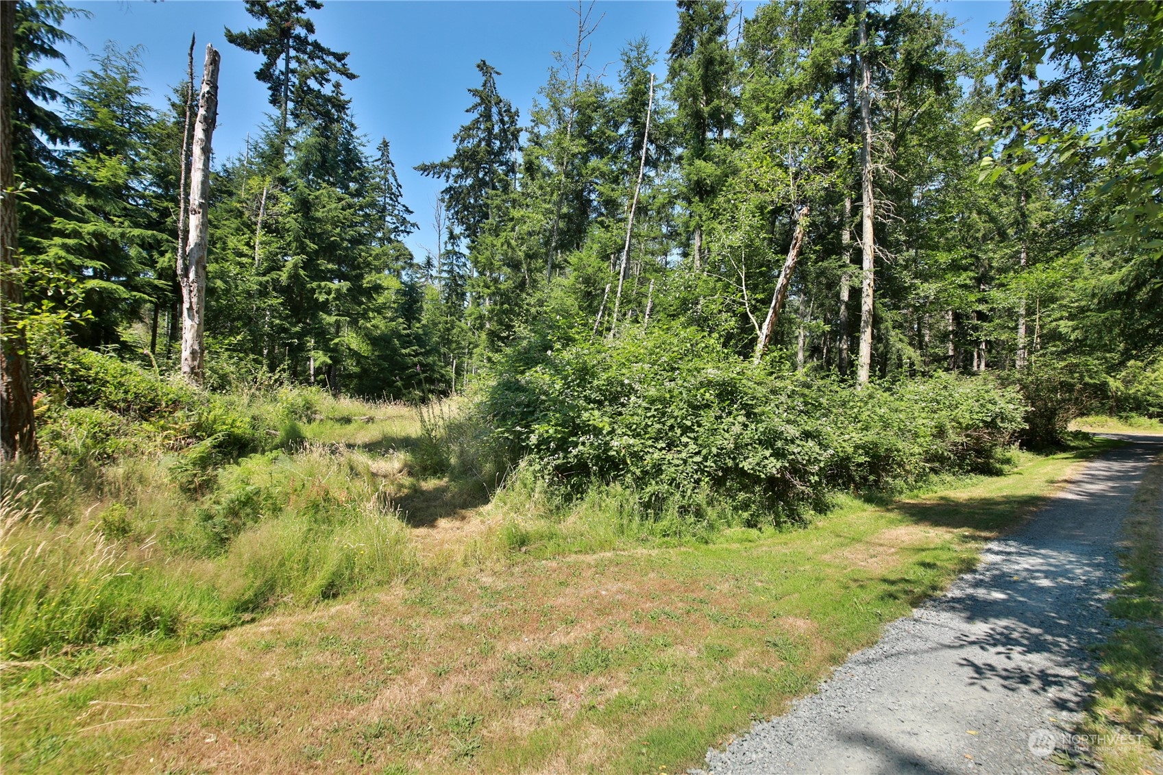 a view of a yard with plants and large trees