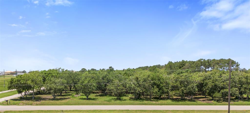 a view of a big yard with plants and large trees