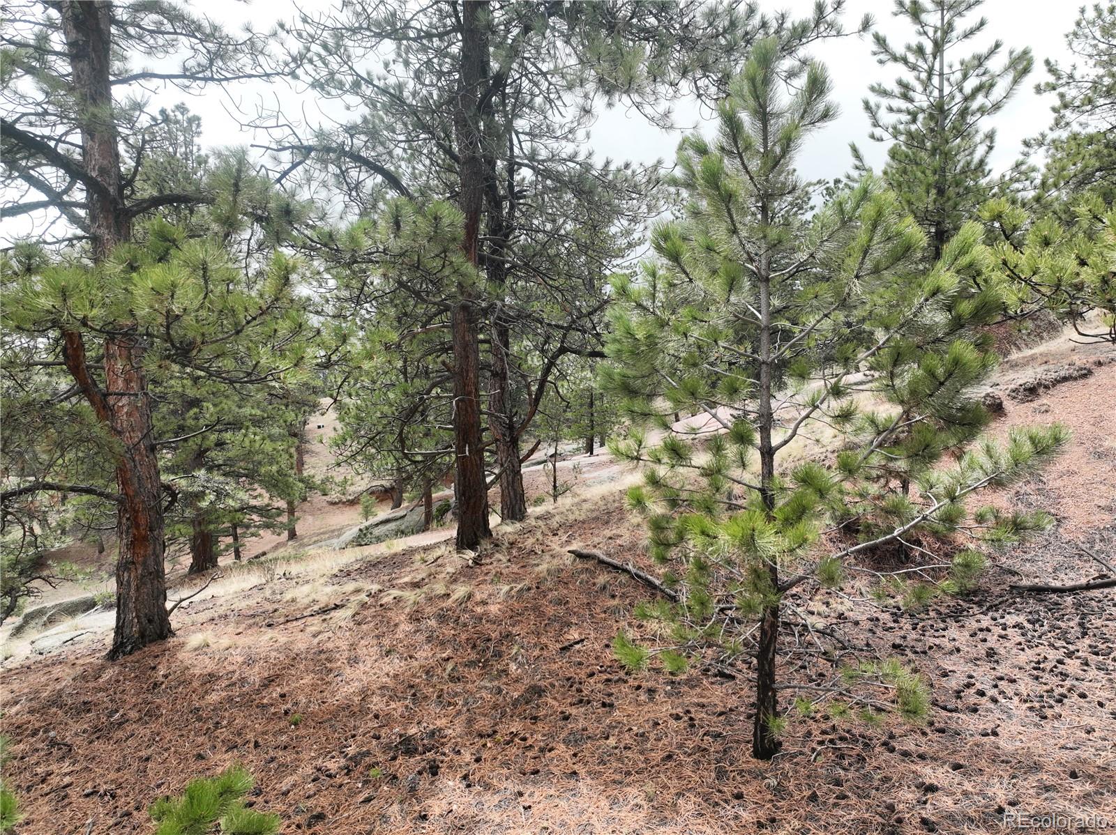 a view of outdoor space and trees