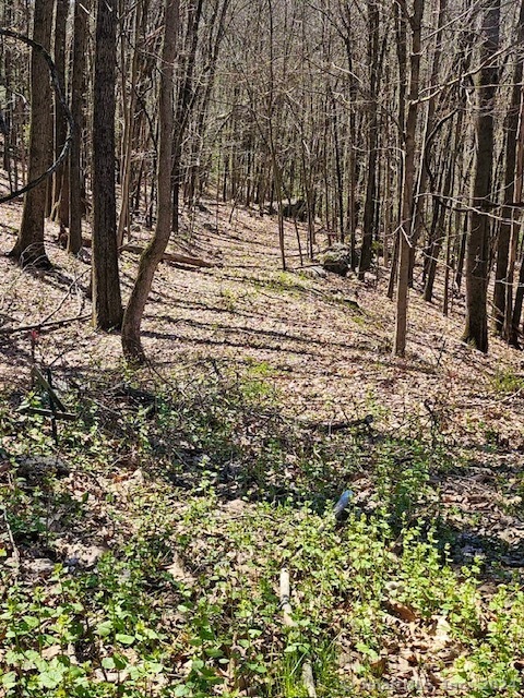 a view of road and trees