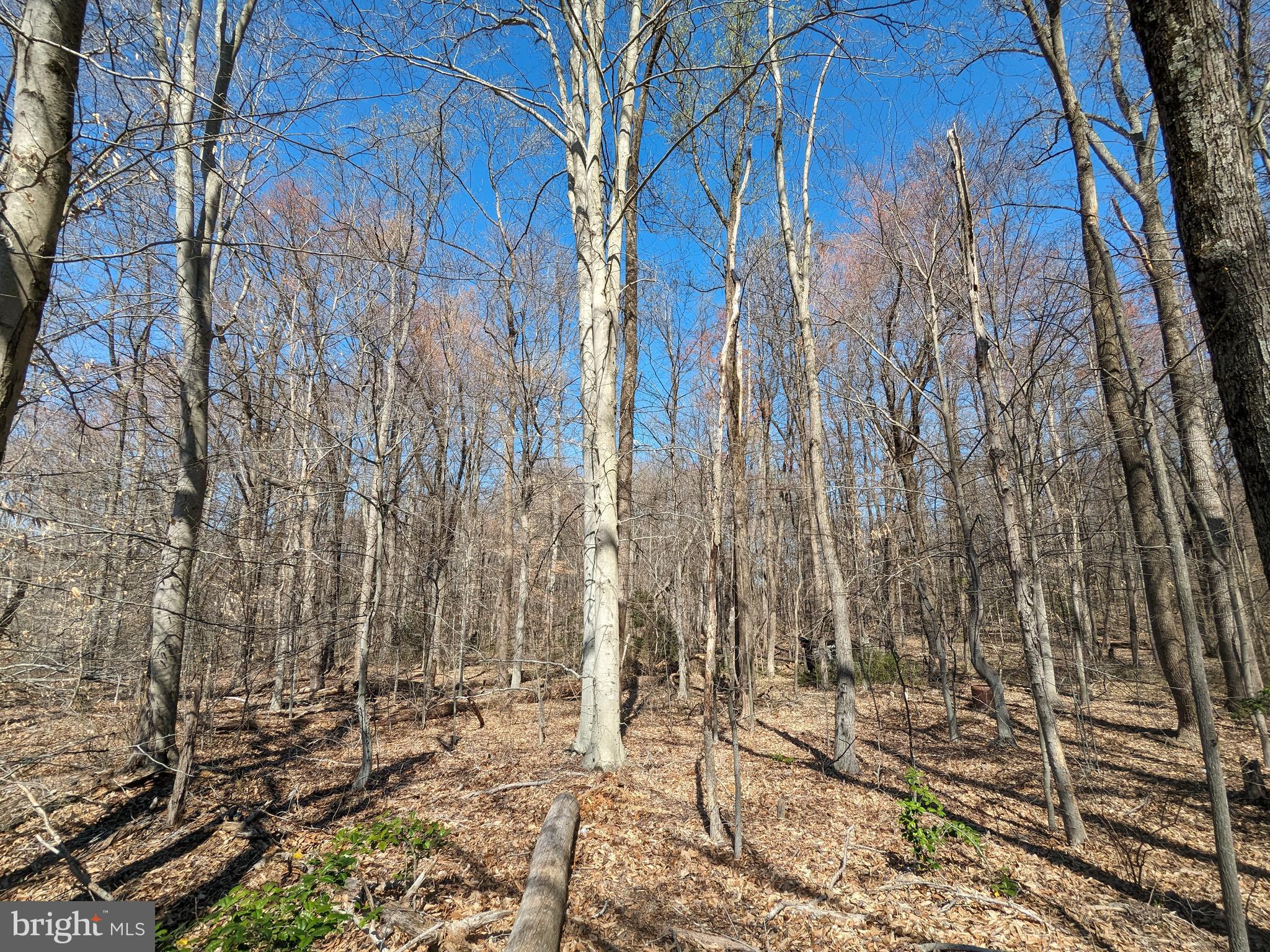 a view of a yard with trees