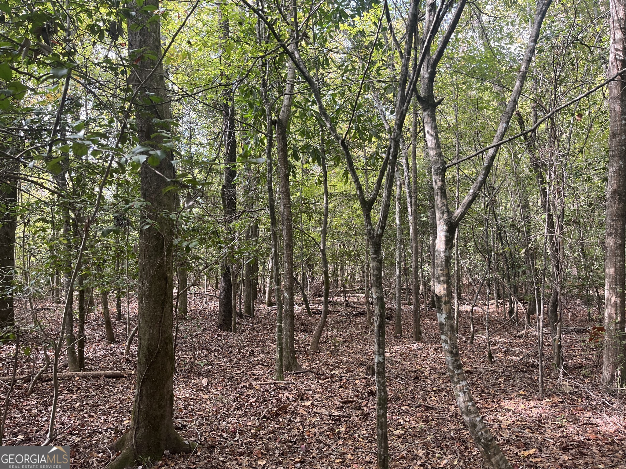 a view of a forest with trees in the background