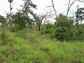 a view of a lush green forest